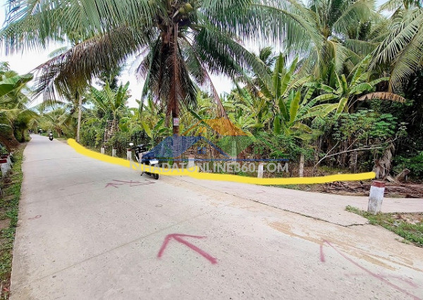 Bán đất vườn dừa+chuối, mặt tiền lộ liên xã 3m - ttc lương phú, giồng trôm, bến xe