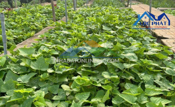 Bán đất full thổ cư phường An Hòa TP Biên Hòa 125m² giá chỉ 1,72 tỷ Bán đất full thổ cư phường An Hòa TP Biên Hòa 125m² giá chỉ 1,72 tỷ