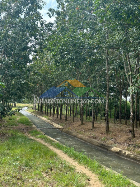 Buôn đôn- đắk lắk dt 3.6ha thực tế 4ha có nhà cấp 4, sẵn nguồn nước, điện, sẵn nguồn thu cao su giá chỉ 2.8 tỷ bao sổ