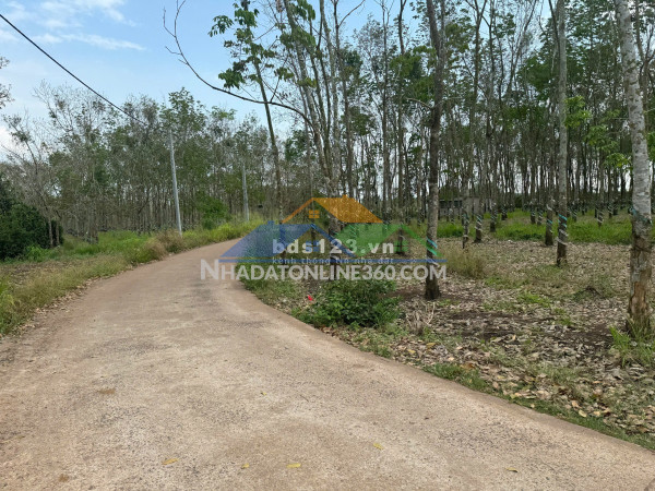 Bán đất xã Cẩm Đường Long Thành Đồng Nai NGAY KDL Suối Đá