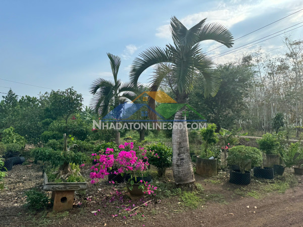 Bán đất trồng cây xã Cẩm Đường huyện Long Thành Đồng Nai