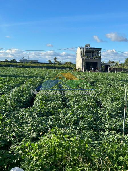 Bán 505m2 đất tổ 32 thị trấn liên nghĩa đức trọng - lâm đồng