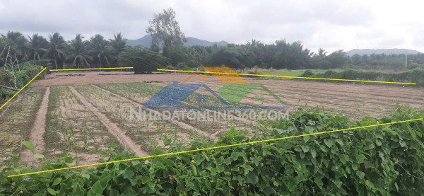 Chủ, cần nh.ượng lại mảnh vườn, ở xã long mỹ (nay là xã phước hải, tp. hồ chí minh).

- tổng diện tích: 2.106,1 m2