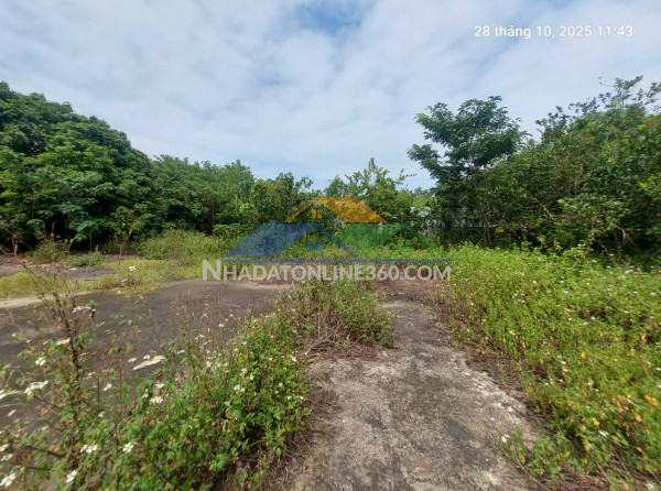 Đất ruộng nam hồng. 2800m2, mt~30m, xe container, 3.1 tỷ. đông anh.