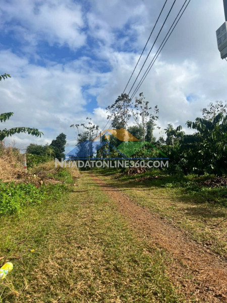 Ea kiết- cư mgar dt 450m2 sẵn thổ cư đường oto tới đất đất full cà phê xen sầu riêng cho thu giá chỉ 299tr bao sổ