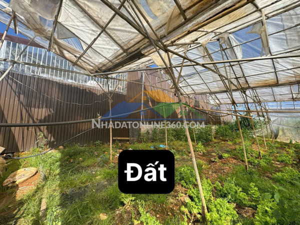 Bán lô đất sổ riêng nông nghiệp tại đà lạt – gần hồ xuân hương, đường ô tô