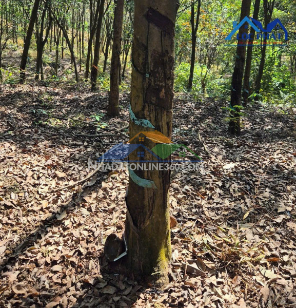 Bán đất trồng cao su tại Bắc Tân Uyên Bình Dương dt 58000m² giá 63,9 tỷ