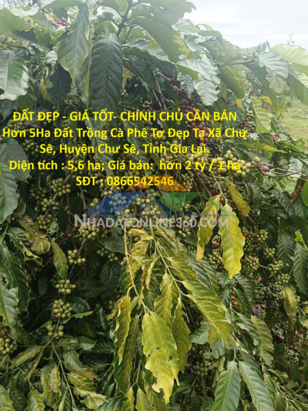 Đất đẹp - giá tốt- chính chủ cần bán hơn 5ha đất trồng cà phê tơ đẹp tại xã chư sê, gia lai.