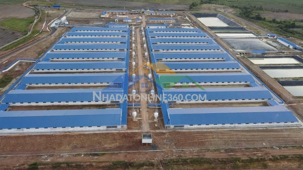 Bán trang trại heo 26 ha -chư prông, gia lai. quy mô 18.000 heo thịt, đang cho thuê 1.1 tỷ/tháng