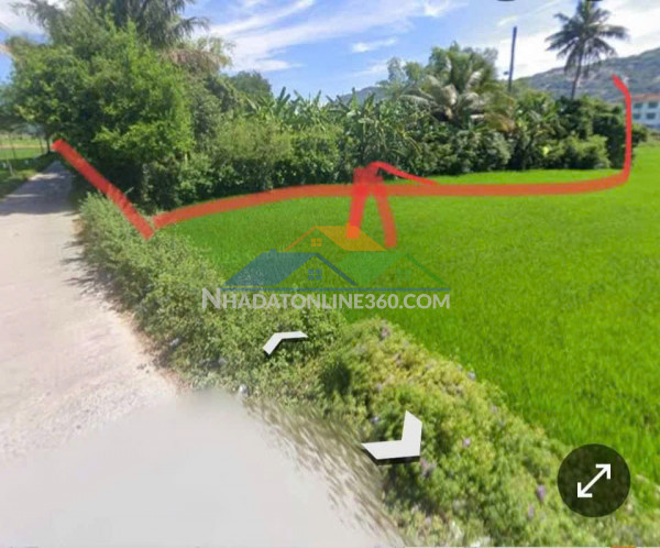 Chính chủ cần tiền xây nhà, bán bớt đất trồng cây - cách đường lớn trần quốc hoàn 150m