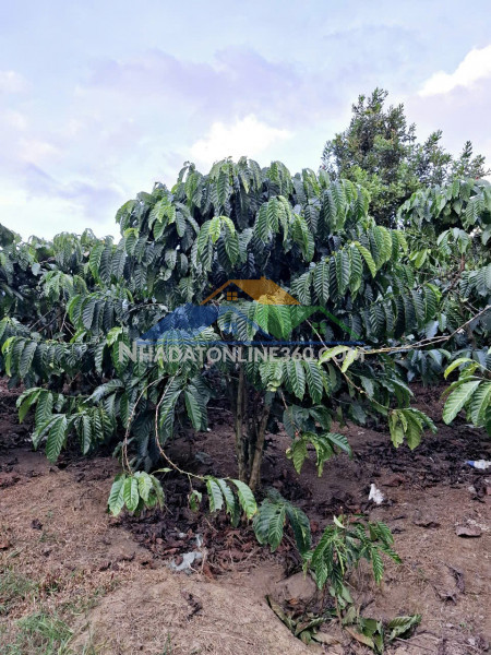 Đất đẹp –giá đầu tư –chính chủ  cần bán lô đất  tại thôn phúc hợp - phúc thọ - lâm hà - lâm đồng