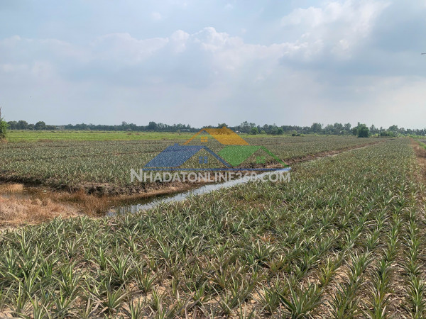 Chính chủ cần bán  gấp đất tại xã thạnh mỹ, tân phước,...