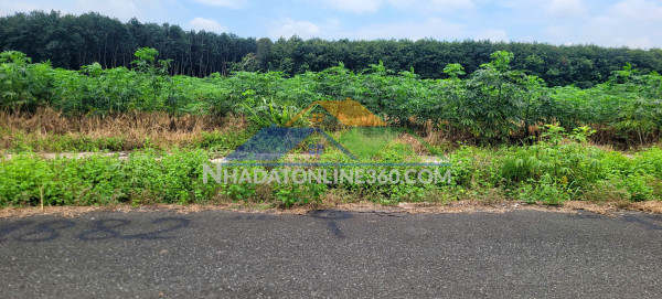 Bán đất xã nha bích mới 600tr/nền bao sổ (có lẻ hoặc cặp liền kề).