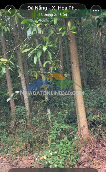 Đất đẹp – giá tốt  – chính chủ cần bán gấp tại  xã hòa phong, huyện hòa vang, đà nẵng