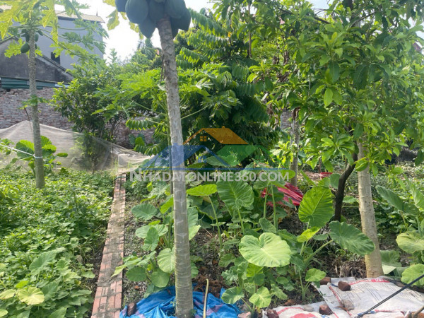 Chính chủ cần bán 42 m2 giao tất a - thuận an, giá nhỉnh 2 tỷ, liên hệ 0985865658