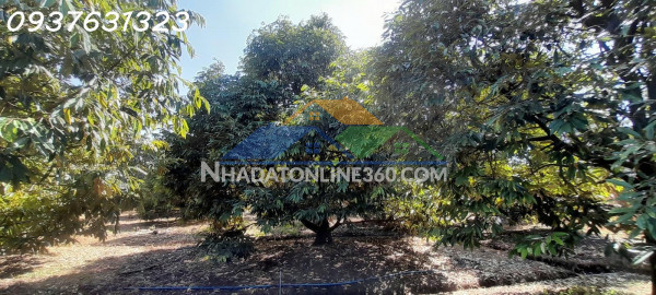 Chính chủ cần bán: vườn sầu riêng musang king đang thu hoạch – bến cầu, tây ninh