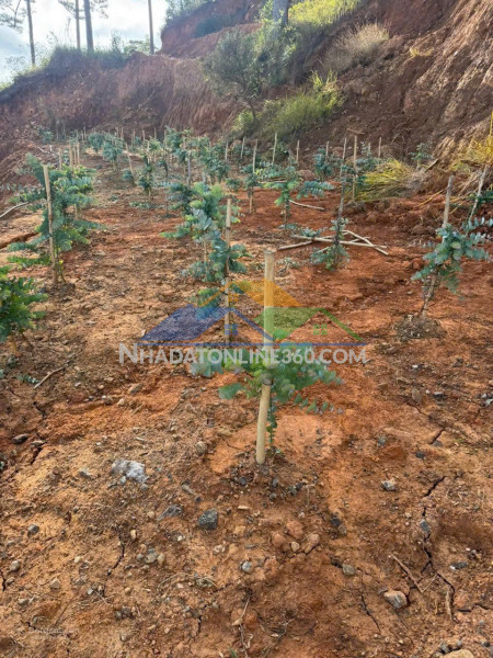 Bán đất tại xã đạ sar, lạc dương, lâm đồng, 400 triệu/1000m2 đẹp, nhiều tiện ích