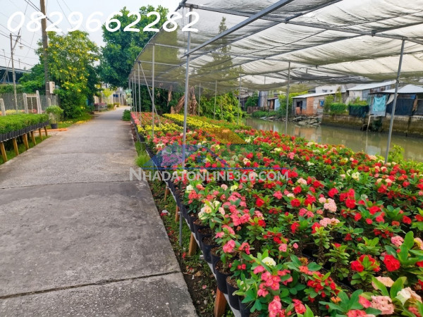 Bán đất thổ cư sổ hồng 305m2 đường phạm hồng thái, tp. sa đéc, đồng tháp. giá 2 tỷ.