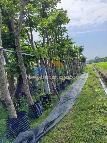 ►  hàng hiếm minh thọ – 2 lô đất đẹp, giá chỉ từ 6xx triệu