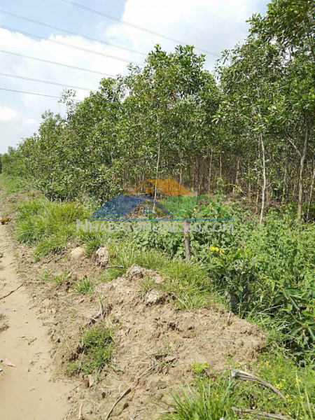 Bán đất nông nghiệp diện tích lớn gần 10ha tại tân lập – hàm thuận nam