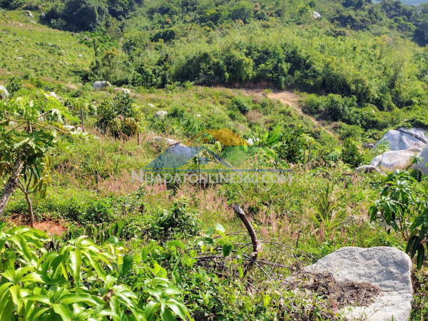 Đất đẹp – giá tốt – cần bán gấp lô đất – thôn quãng phú – xã cam hiệp – huyện cam lâm – khánh hòa