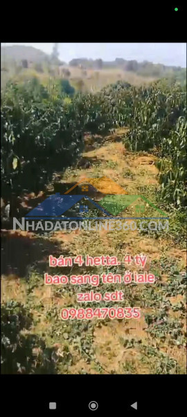 Đất đẹp – giá tốt – cần bán gấp lô đất vị trí đẹptại – ia le – huyện chư pưh – tỉnh gia lai