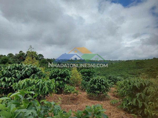 Đất đẹp - giá tốt - cần bán nhanh lô đất nông nghiệp ngay quốc lộ 20 tại di linh, lâm đồng