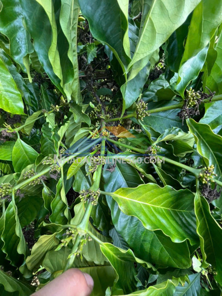 Đất rẫy – giá tốt – cần bán gấp – quốc lộ 28 – xã đắk sôr – huyện krông nô – đắk nông