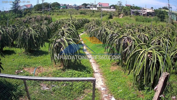 Đất đẹp - giá tốt - cần bán nhanh lô đất vị trí đắc địa tại hàm thuận nam, bình thuận