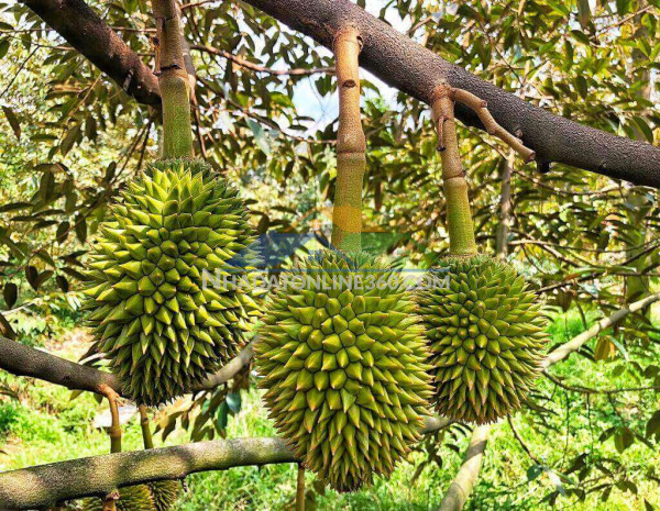 Bán vườn sầu riêng đẹp – đang cho trái
