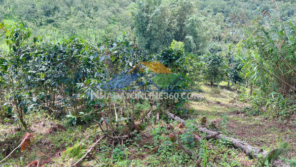 Bán nhanh lô đất xuân trường - cầu đất, đà lạt