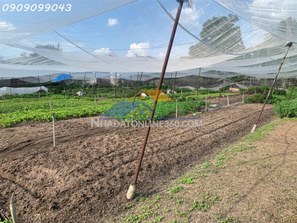 Gấp bán đất 1.560m² – trần thị bốc – gần ngã tư đặng thúc vịnh-hoc môn