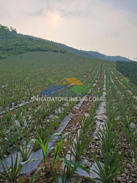 Đất đẹp- giá ưu đãi chính chủ cần tiền bán nhanh lô đất tại huyện thạch thành tỉnh thanh hóa
