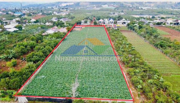 CƠ HỘI HIẾM CÓ: SĂN QUỸ ĐẤT LỚN 6132M² NGAY TRUNG TÂM VÙNG VEN ĐÀ LẠT