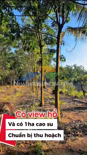 Siêu phẩm 1,7ha nhà yến cùng 500 cây cao su đang thu hoạch, dòng...