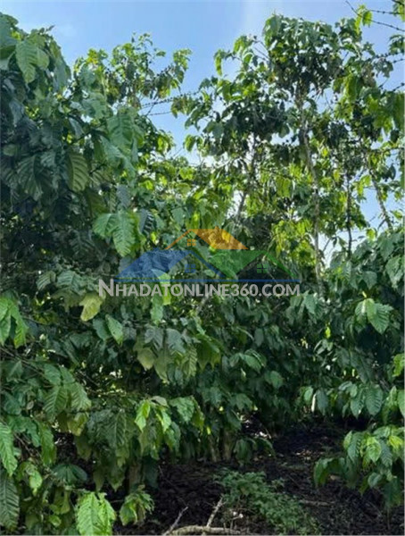 Đầu tư sinh lời – chính chủ cần bán đất tại xã phú hội,...