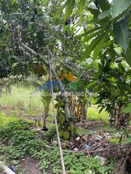 Đầu tư là sinh lời - đất chính chủ khu vực 3, phường hiệp thành, tp ngã bảy, hậu giang