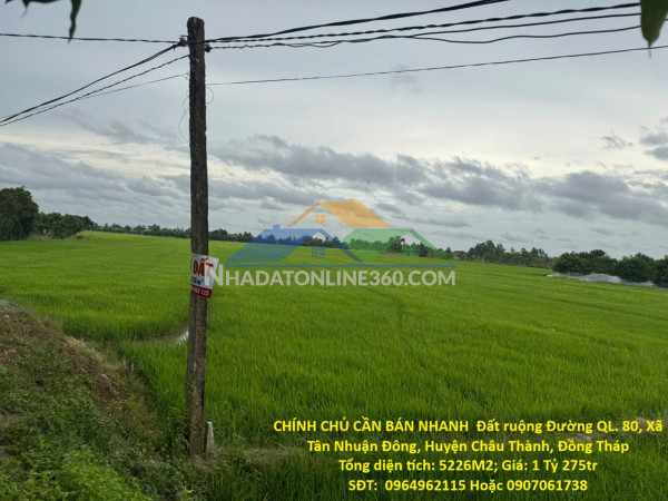 Chính chủ cần bán nhanh  đất ruộng tân nhuận đông châu thành đồng tháp