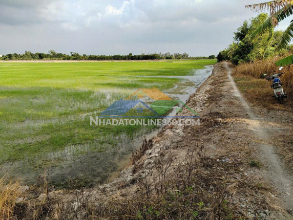 Cơ hội đầu tư giá tốt - chính chủ bán 2 mảnh đất nông nghiệp xã tân phú trung, châu thành, đồng tháp