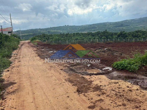 Cần bán đất đẹp tân hội – lâm đồng