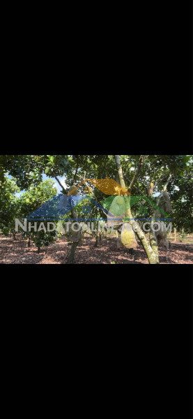 Hot hot– chính chủ cần bán đất tại bàu cối, phường bảo vinh, tp long khánh, đồng nai
