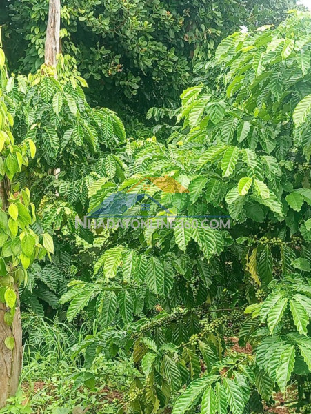 Bán 5,8 xào quảng hiệp - cà phê xen tiêu, đất sỏi đỏ, giá 1,55 tỷ, nguồn thu tốt