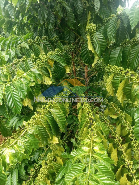 Bán 5,8 xào quảng hiệp - cà phê xen tiêu, đất sỏi đỏ, ô tô tận đất, giá 1,55 tỷ, nguồn thu tốt