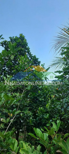 02 lô đất đẹp ngay trung tâm xã phúc thọ – tổng gần 1,5 ha
