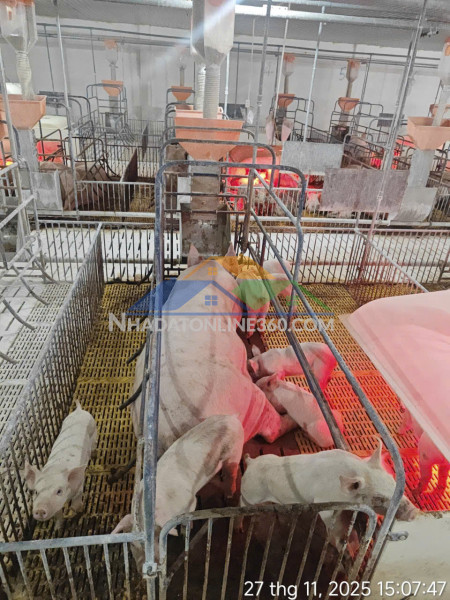 Cho thuê tòa nhà 15 trần khánh dư bmt. 1 trệt, 1 lửng, 3 lầu....