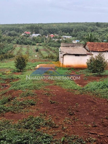 Đất đẹp – giá tốt – chính chủ cần bán vườn sầu riêng 18.000m² tại phường bình long tx. bình long, bình phước